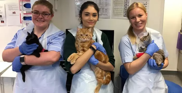 Veterinary Apprenticeship: Learn & Work with Adorable Animals