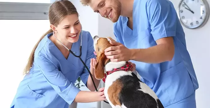 "Explore the Top Veterinary Assistant Programs of 2025" to kick-start your career