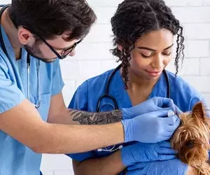 Unlocking a Rewarding Career: The Benefits of Enrolling in a Veterinary Assistant Course