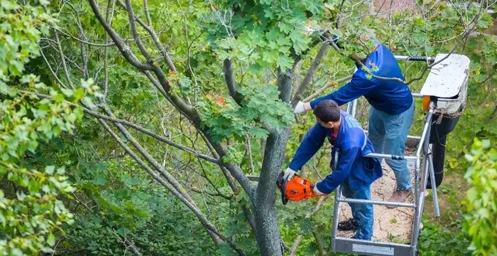 Professional Tree Care Services: Enhancing Home Safety During Storm Season