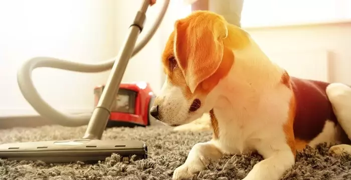 Pet Home Essentials: Crafting Your Furry Friend’s Happy Haven