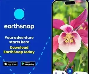 Brown Bear Populations Shaped by Food Availability More Than Climate