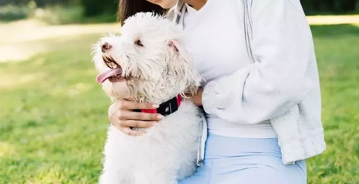 Revolutionary AI-Powered Dog Collar Aims to Transform Pet Care