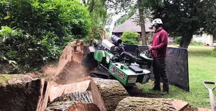 Tree Stump Removal Services: What Homeowners Need to Know