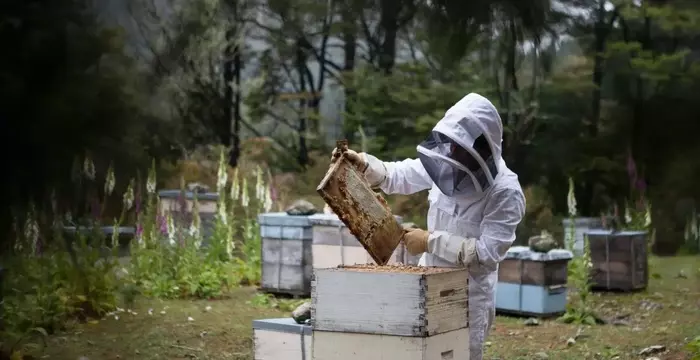 Bee Hive Removal Services: What Homeowners Need to Know