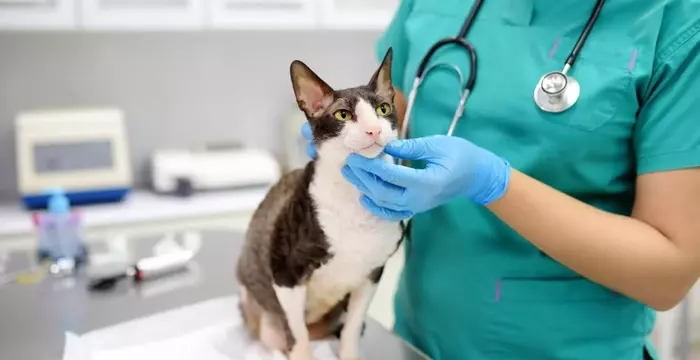 Step-by-Step Guide to Veterinary Care in the United States