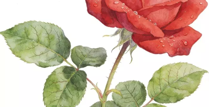 Technical Analysis of Botanical Illustration: Scientific Accuracy, Materials, and Methodologies