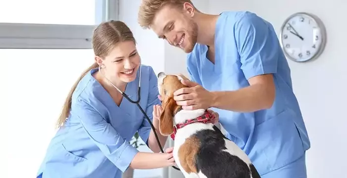 Veterinary Assistant Curriculum: A Systematic and Professional Overview